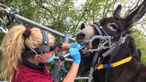 Vet Katie Read carrying out dental work outside.