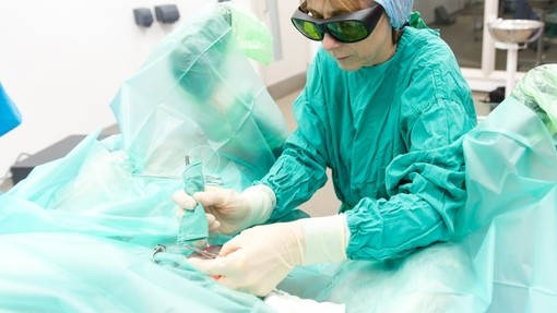 Veterinarian performing laser sarcoid removal