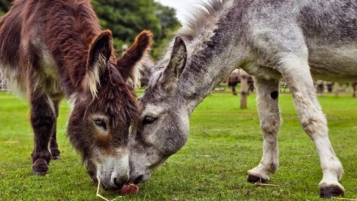 Lucas and Glen at our Birmingham Sanctuary