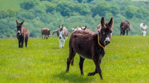 Marge with her friends in a field
