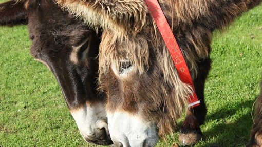 Adoption donkey Percy grazing with donkey friend