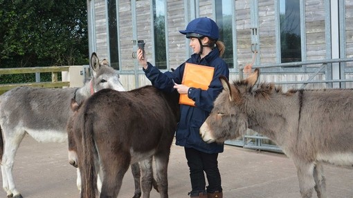 Researcher standing with donkeys.
