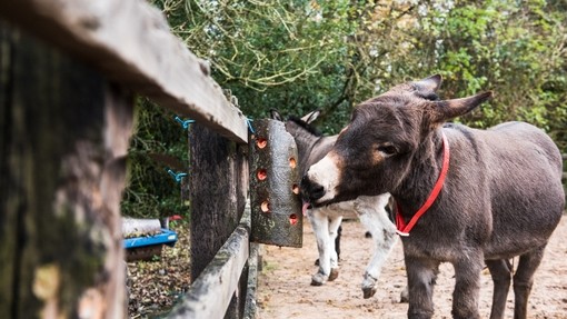 Shocks licking an enrichment activity