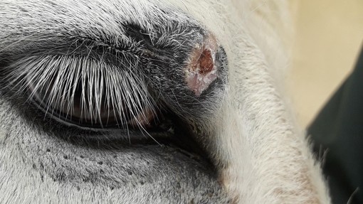 Snowy with sarcoid on its eye