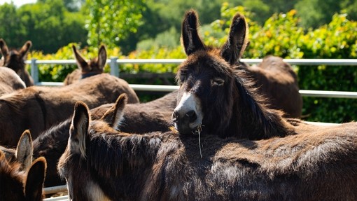Stack resting their head on Donagh at our Ivybridge sanctuary