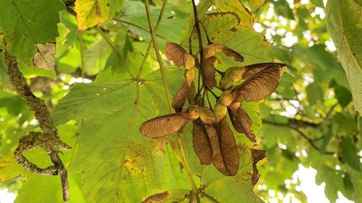 Sycamore seeds in a Sycamore tree.