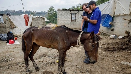 The Donkey Sanctuary staff member uses EARS in Nepal