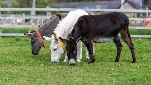 Timothy, Mary and Bluebell at shelter 2.