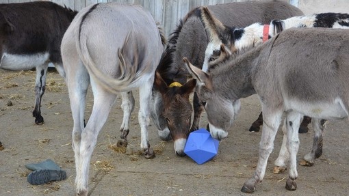 Donkeys enjoying enrichment.