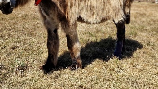 Dartanyan wearing an ice boot on his back left leg