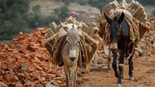 Donkey and mule carrying bricks in Nepal
