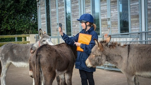 Donkeys take part in shelter study.