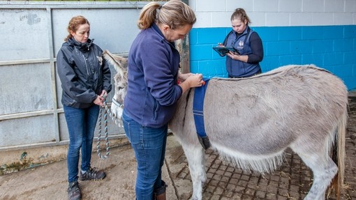 Elena, Sarah and Meg conducting EARs assessment on donkey