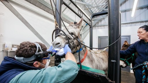 Equine dentist examines a donkey's teeth.