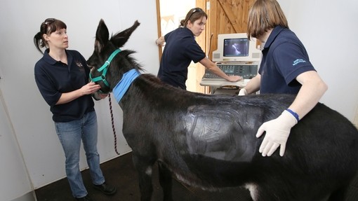Donkey Georgie being scanned by the veterinary team at The Donkey Sanctuary hospital at Brookfield farm..
