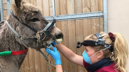 Katie Read our Equine Dental Technician checking a donkeys teeth