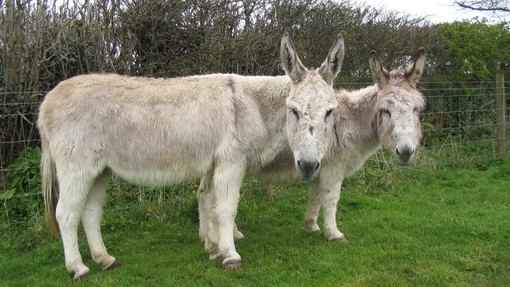 Lady and little Pippa stood together