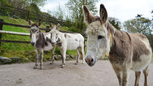 Donkey Maddie at Paccombe farm.
