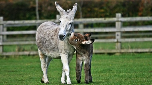 Caring for mares and foals.