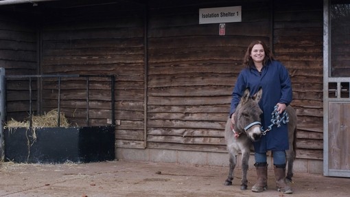A new arrivals donkey with groom