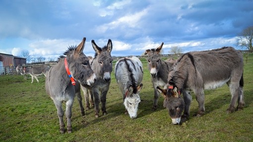 Rescued donkeys grazing.