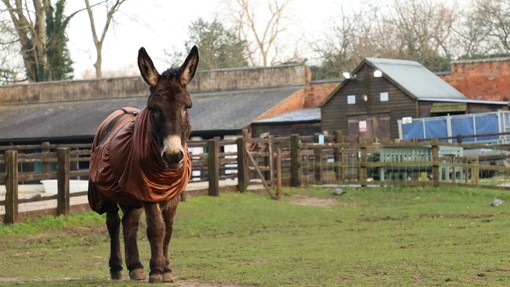 Shocks wearing his fly rug with the mask down