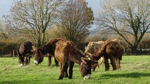 Poitou herd at Sidmouth sanctuary.