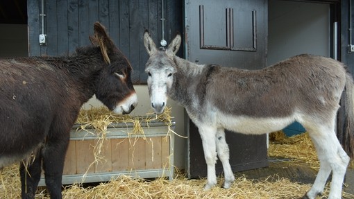What to feed your donkeys.