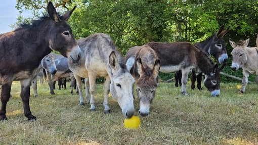 Donkey enjoying enrichment at woods farm