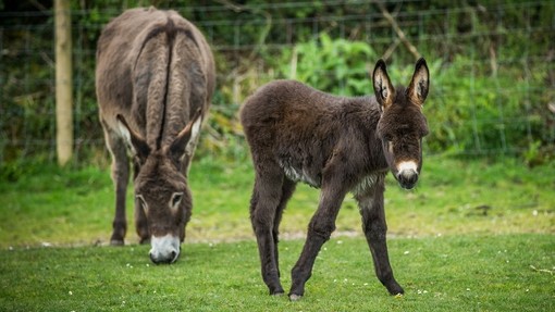 Foal with mother in paddock.