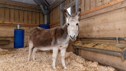 Donkey Norman standing by straw feeder.
