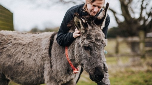 Donkey Timothy having ears scratched.