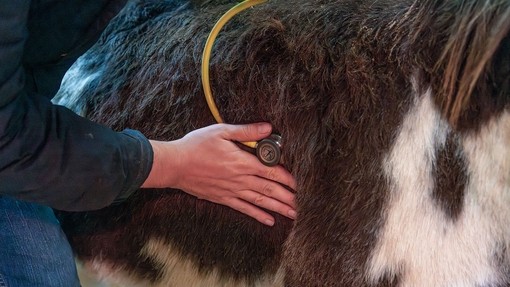 Vet checking donkey with stethoscope.