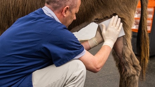 Vet replacing bandage on donkey.