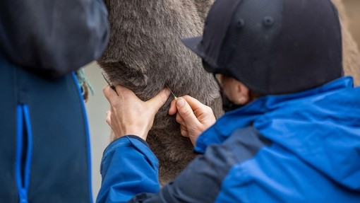 Vet taking blood sample from donkey.