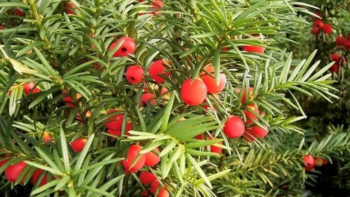 Yew tree berries.