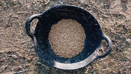 Donkey feed in bucket.