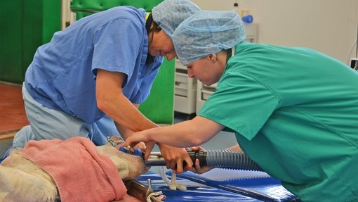 Donkey on operating table.