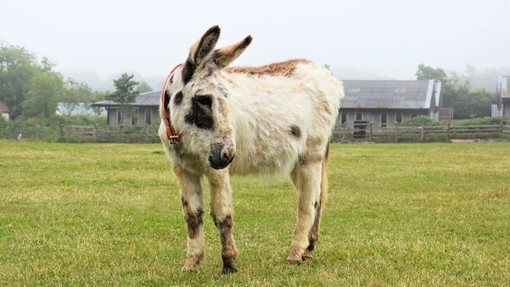 Elderly donkey Patch at Trow farm