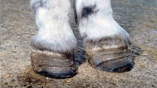 Donkeys hooves with laminitic rings.