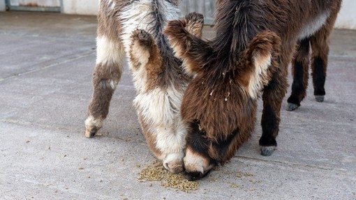 Foals enjoying their special balancer feed.