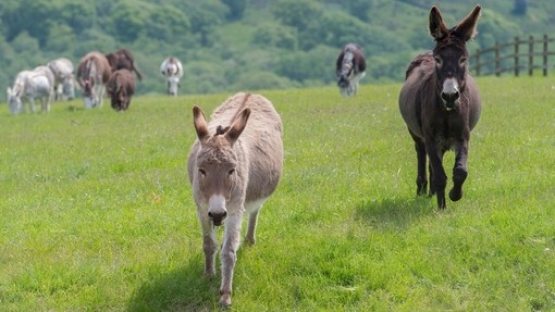 Group of donkeys in field.