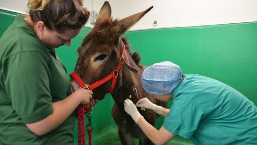 Donkey being prepared for operation.
