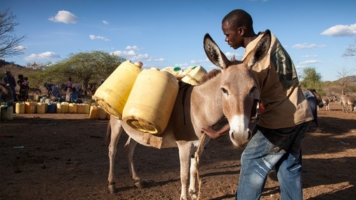 A man loading his donkey with water cans in Kenya