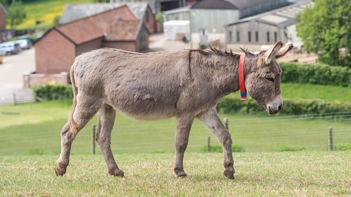 Overweight donkey.