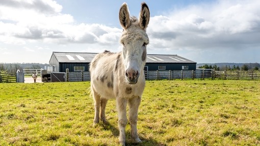 White donkey at Brookfield Farm.