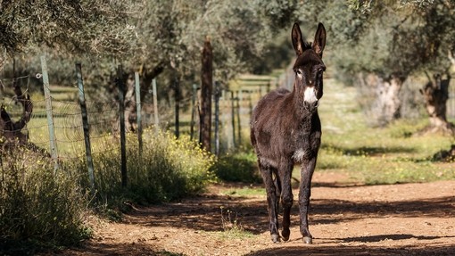 A donkey stood on a mud track at a sanctuary in Spain.