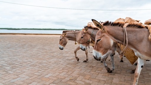 A group of donkeys walking along seafront of Lamu