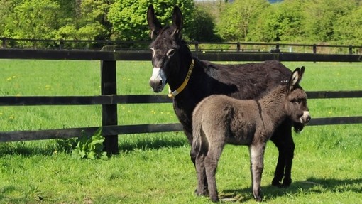 A mare and her foal stood in a grass paddock in Ireland.