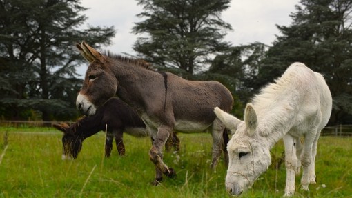 Three donkeys stood in a field